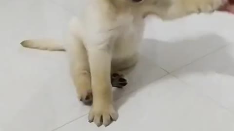 Shake hand puppy training | How to train dog | Labrador Retriever