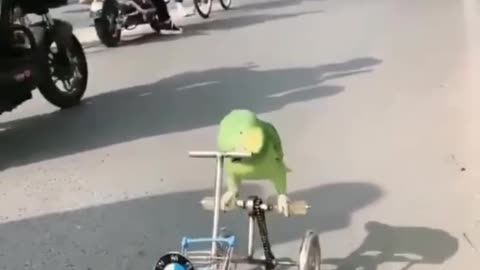 Dog funny video