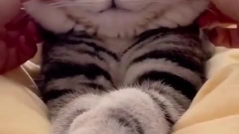 The BEST CUTE AND FUNNY ANIMAL VIDEOS OF 2023