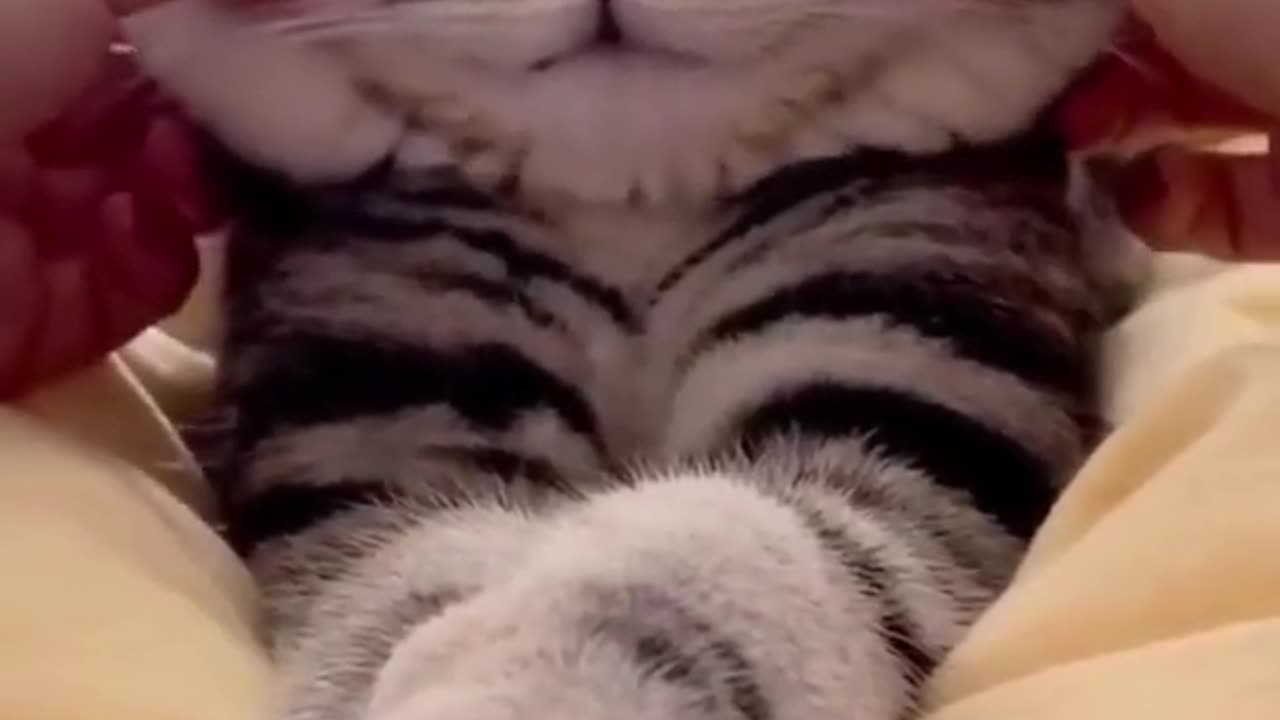 The BEST CUTE AND FUNNY ANIMAL VIDEOS OF 2023