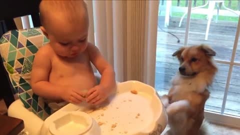 Funny Baby Meet Animals For The First Time