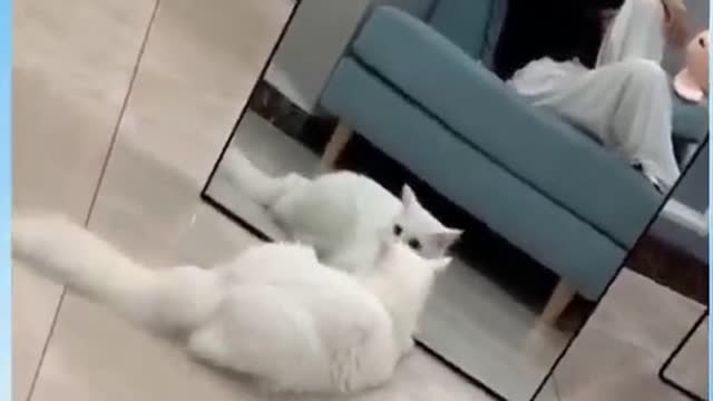 Cat Reaction Seeing his face in mirror