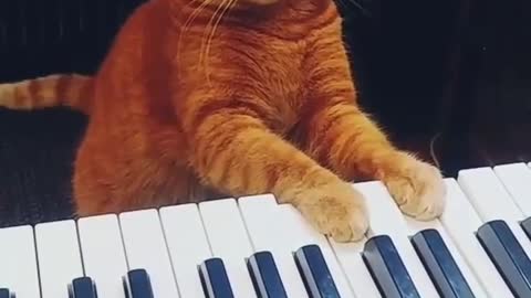 My cat can play piano