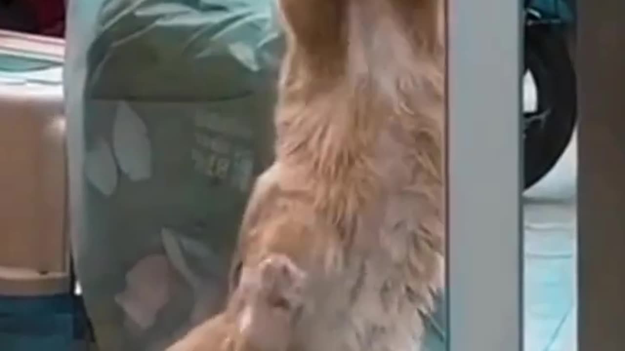 Funny Cat and Cute Video