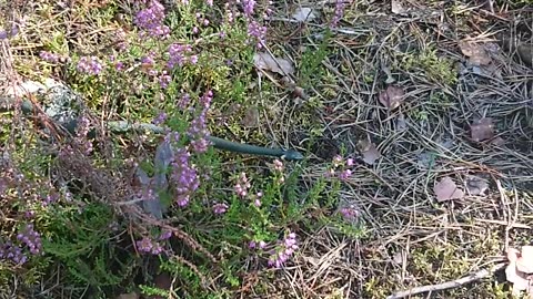 Snake in the forest