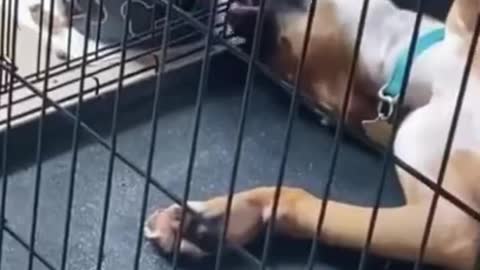 Funny Animals They Do The Strangest Things, Try Not To Laugh! Part 7