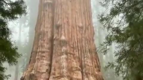 General Sherman tree in Sequoia National Park, USA