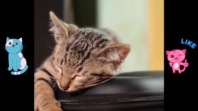 Putting treats in front of a sleepy cat