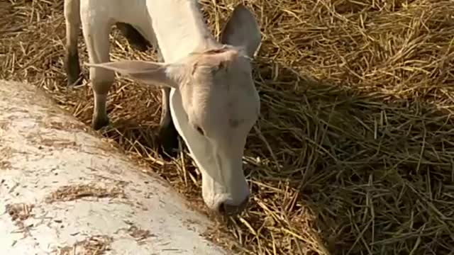 Why Baby Cow are So Cute