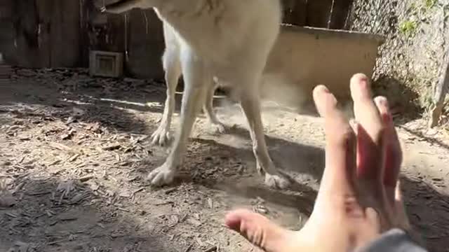 FPP (first person play) with Ezekiel #wolf #ezekiel #playtime #roughhousing