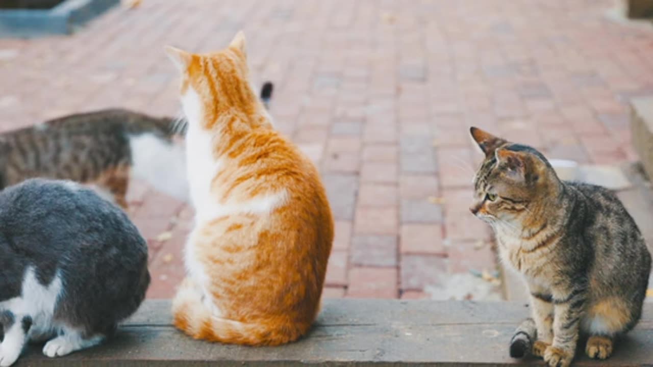 Cute cat 🎥🎥 don't miss