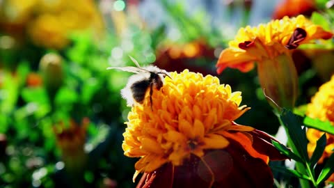 insects macro