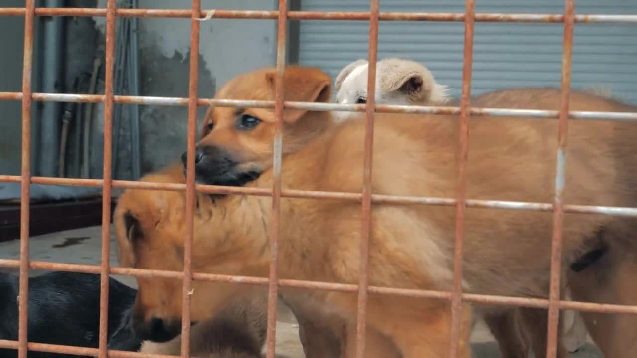 Sad puppies in shelter behind fence waiting to be rescued and adopted to new home