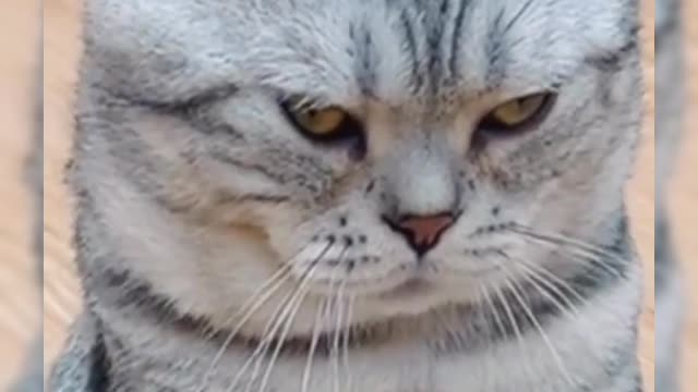 angry cat