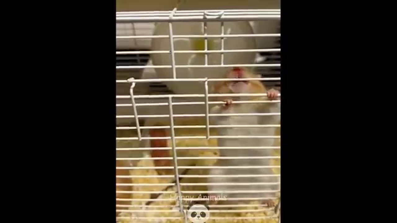 Hilarious hamster videos caught on camera