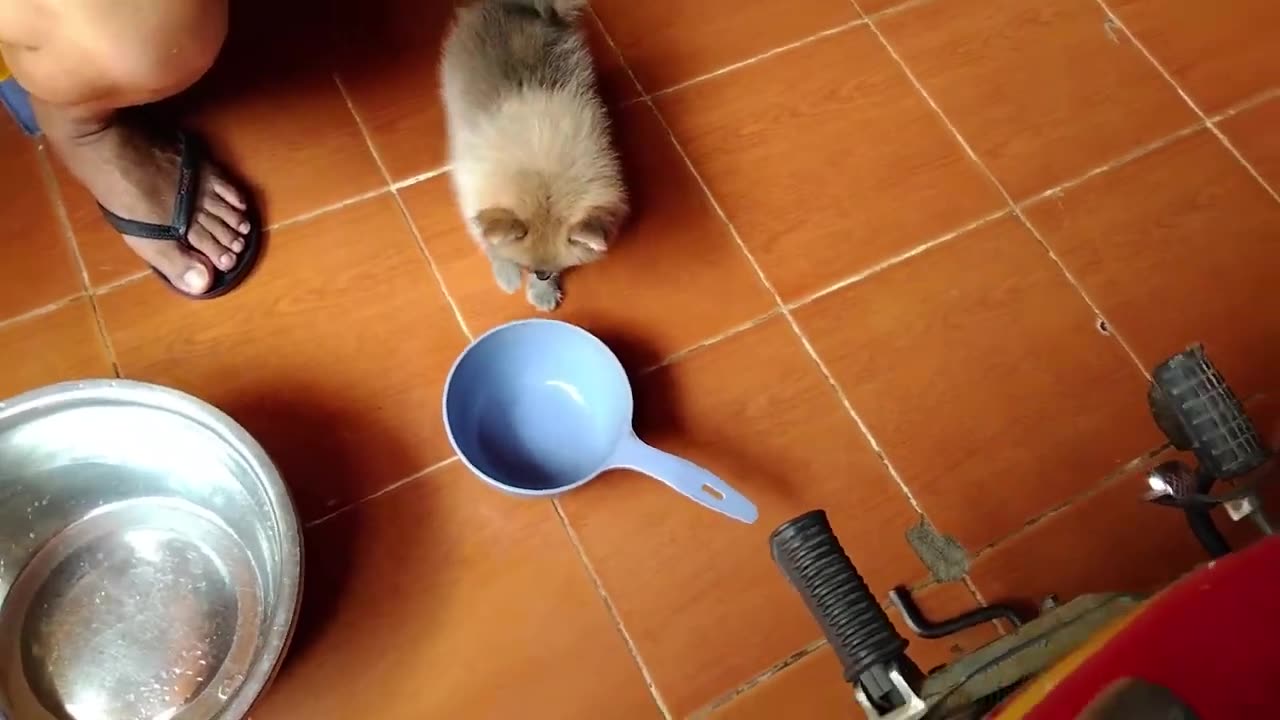 Cute Pomeranian do funny things - Funny Video