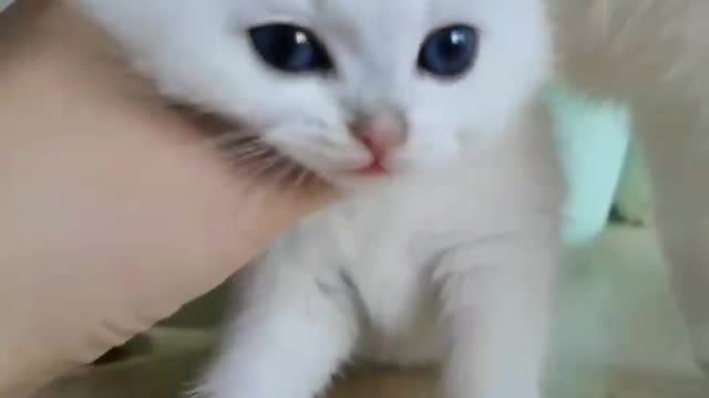 Ragdoll
