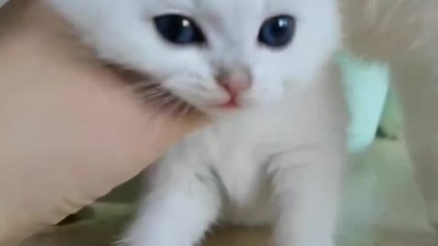 Ragdoll