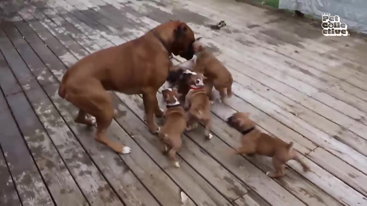 20 Minutes of Adorable Puppies 🐶 / fetching animals