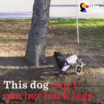 Puppy Mill Dog Loves Her New Life