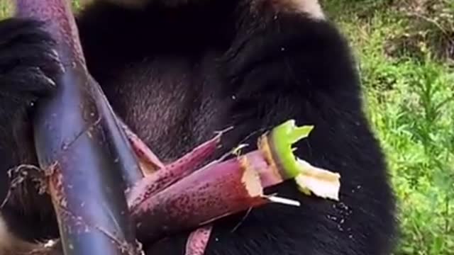 Cute Panda eating bamboo