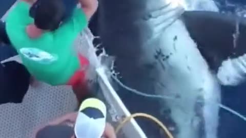 You won't believe the size of this shark