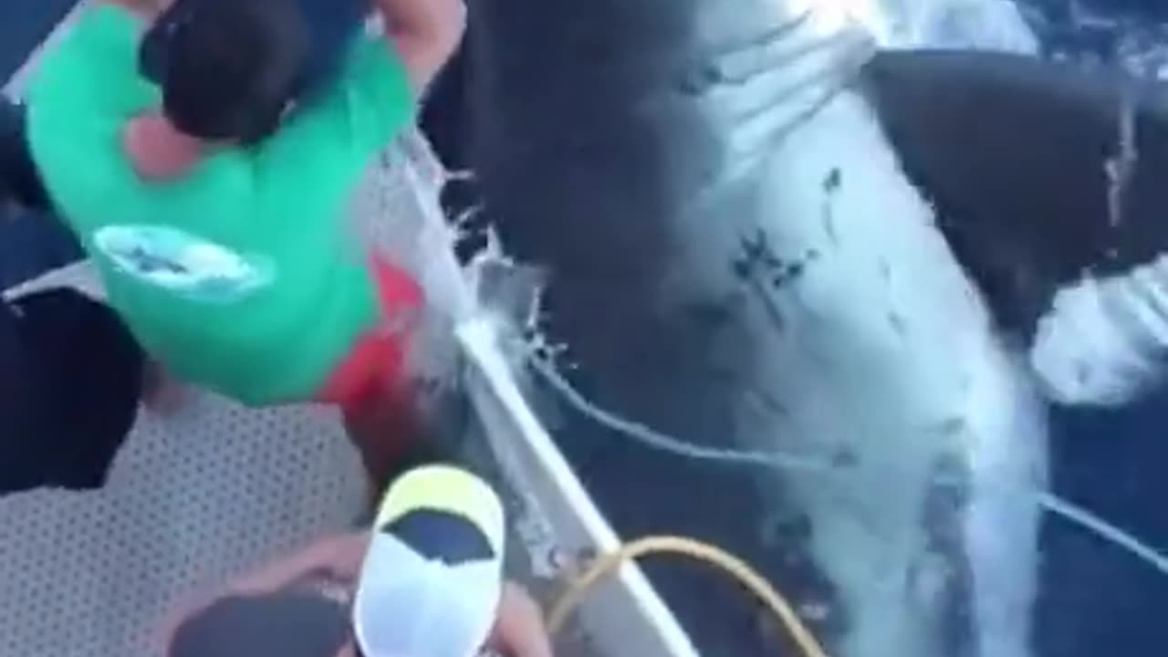 You won't believe the size of this shark
