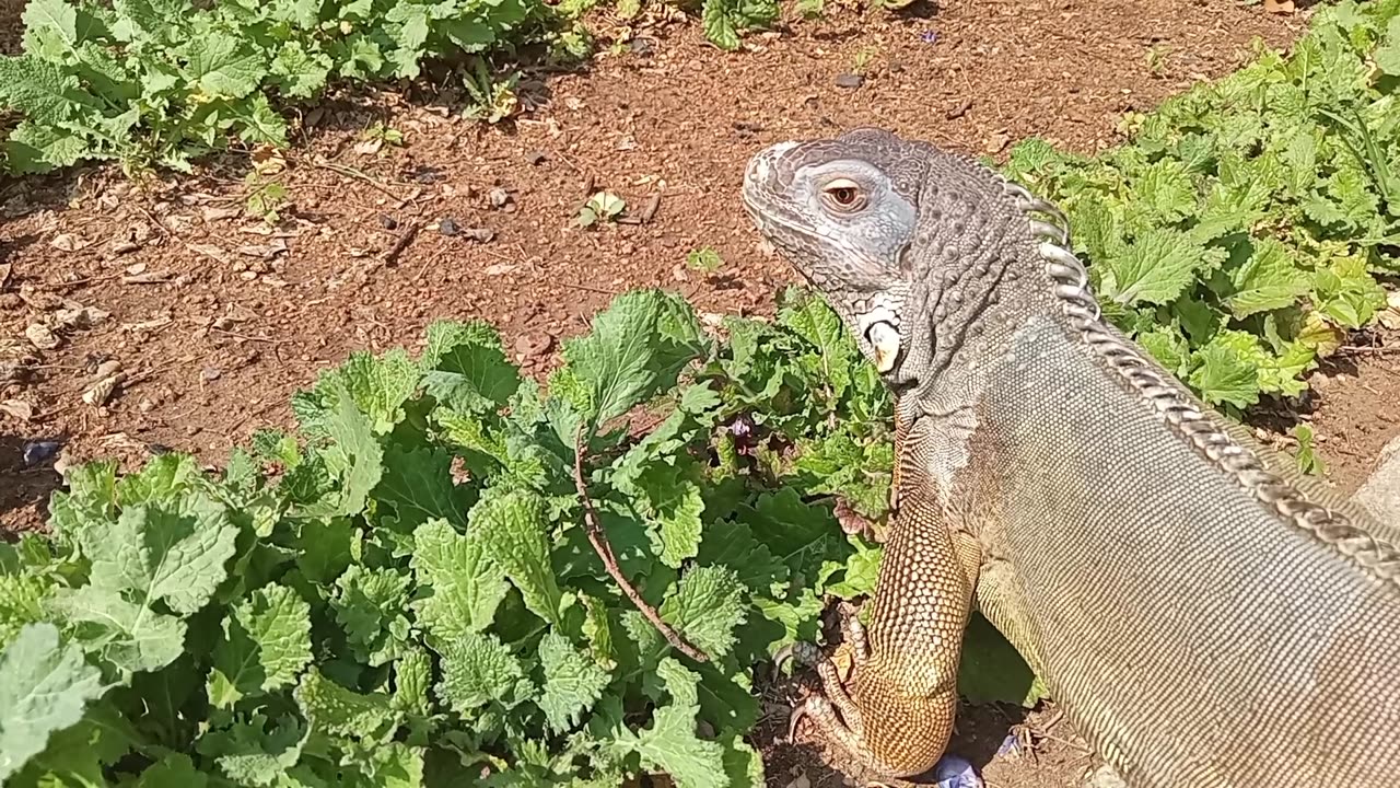 Green Iguana Trims The Garden!