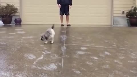 amazing funny Video Clips #shorts (192)