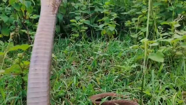 Cobra,beautiful king cobra