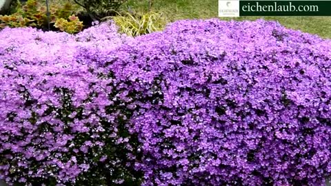 Creeping Phlox in Bloom- Landscaping Ideas