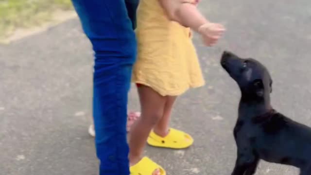 Dog is so gentle and playful with child