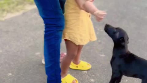 Dog is so gentle and playful with child