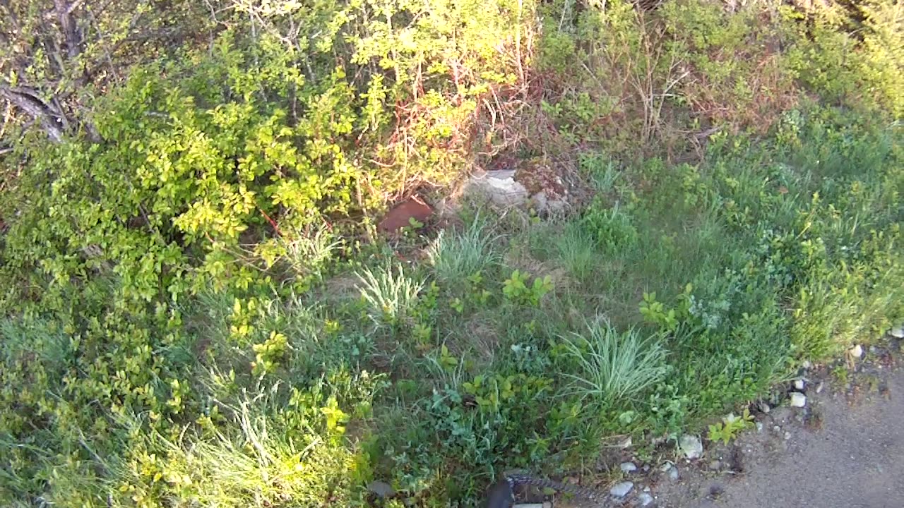 May 20th, 48º Flynn and I take morning walk into Prentiss