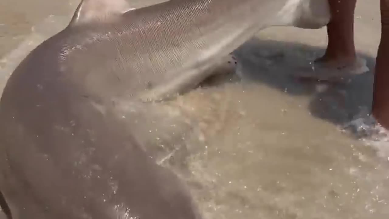 Hook Removal From Shark Jaw Florida Beach