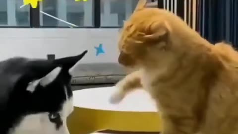 Cats v/s dog