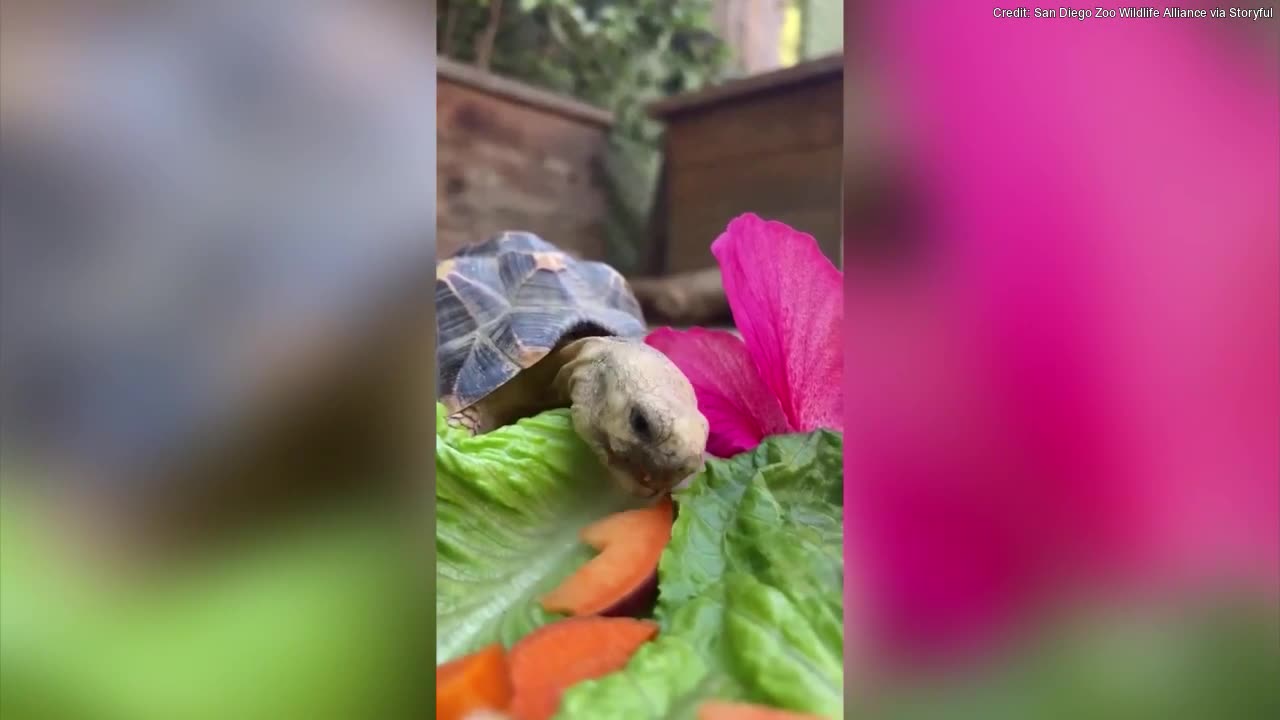 Tiny tortoise tries to eat colorful fruits and vegetables for snack