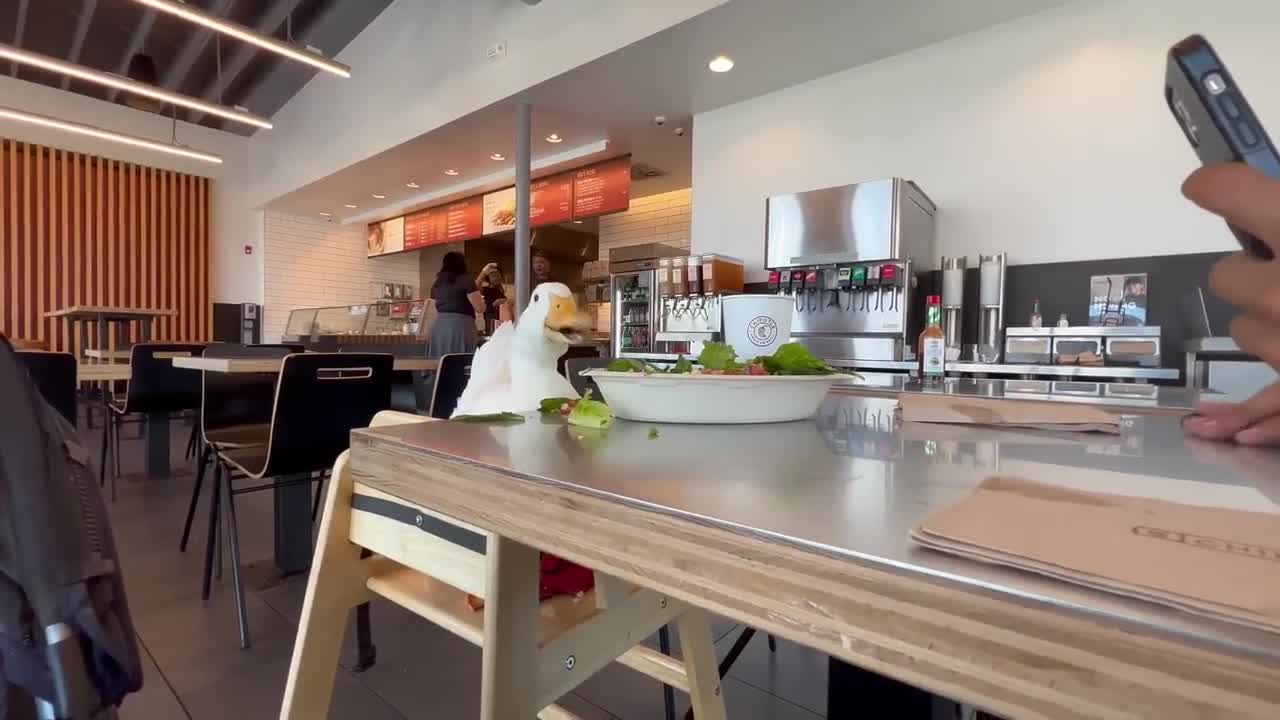 i took my duck to Chipotle