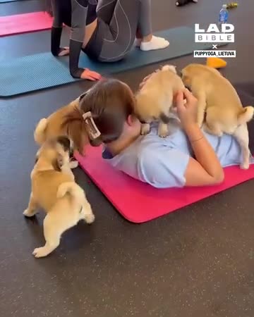Pug yoga is chaos