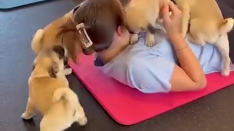 Pug yoga is chaos