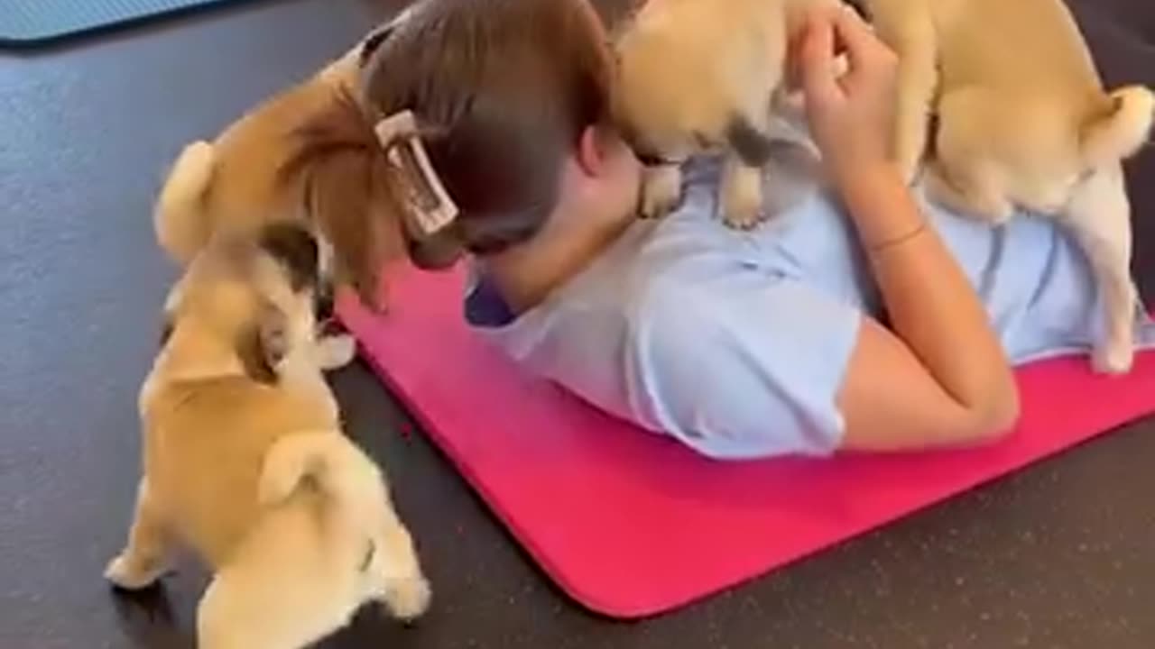 Pug yoga is chaos