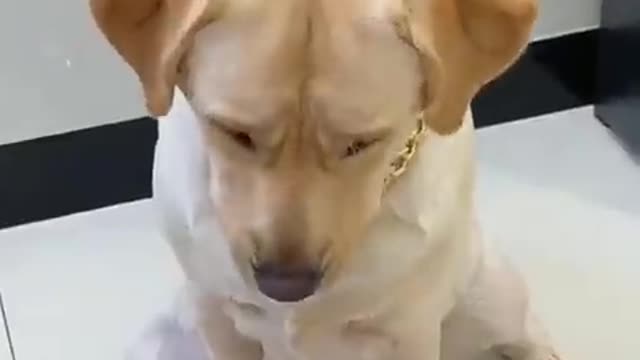 Funny puppy