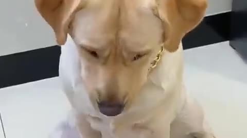 Funny puppy