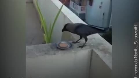 See why crows are called intelligent birds in the video