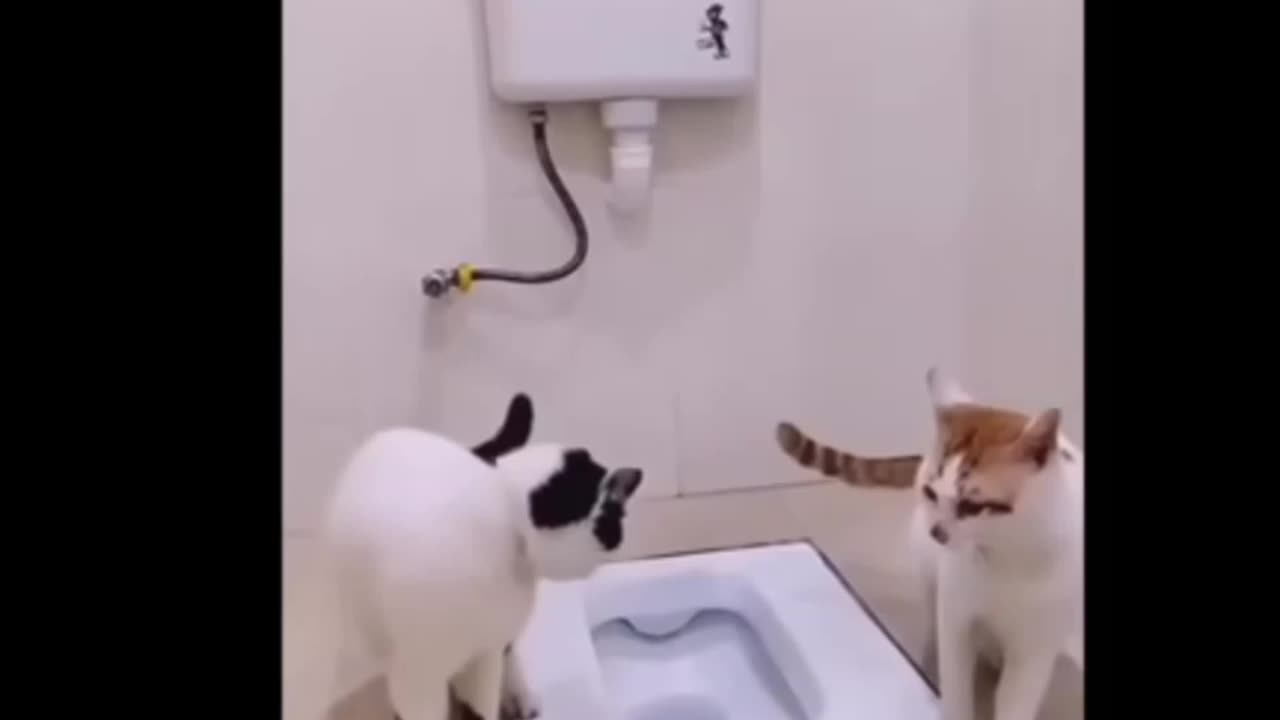 New Funny Animals 😂 Funniest Cats and Dogs Videos 😺🐶