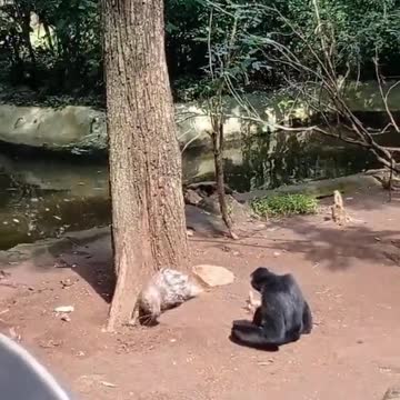 Funny the nosy monkey teases the hedgehog