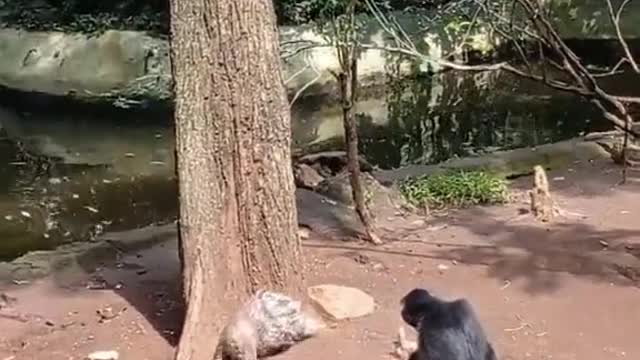 Funny the nosy monkey teases the hedgehog