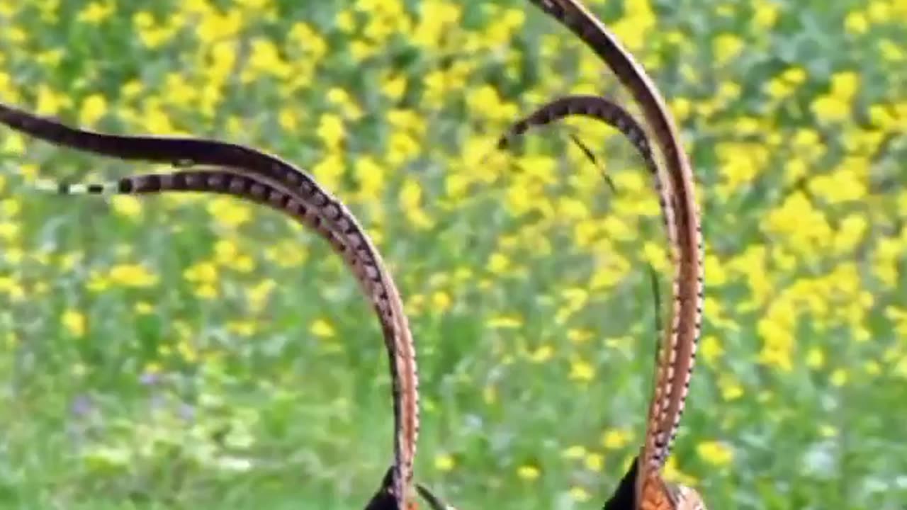 Birds in Masti Mood With Female