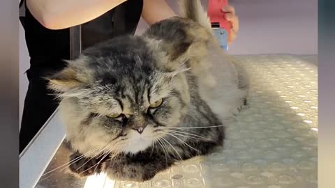 Hilarious angry Cat wants revenge on his groomer Mayonnaise is back