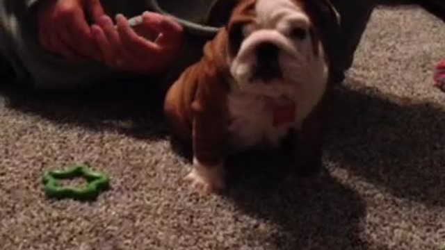 Puppy confused after losing his toy